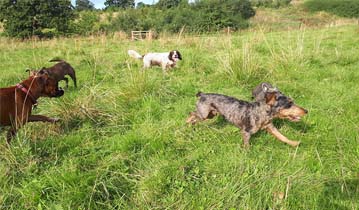 Some of the dogs running around a field in Chester